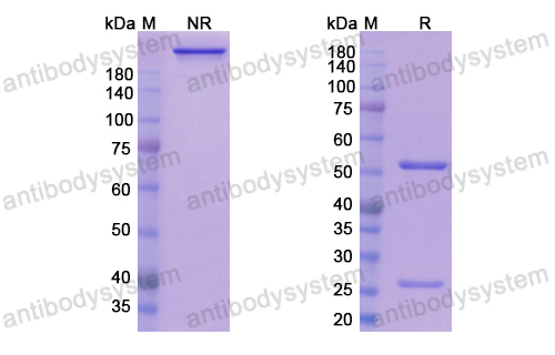 Research Grade Sirtratumab