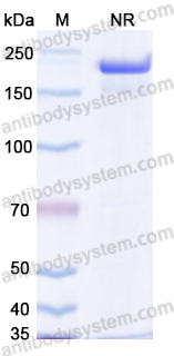 Research Grade Talquetamab