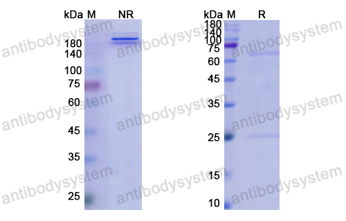 Research Grade Ponezumab