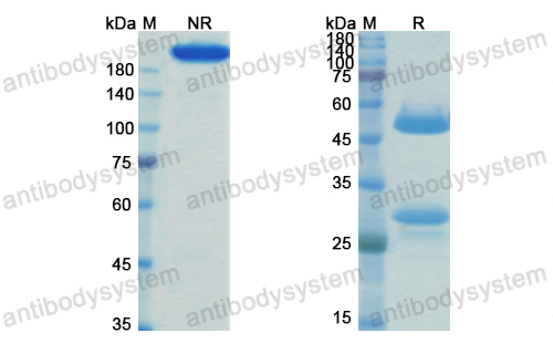 Research Grade Bexmarilimab