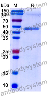 Research Grade Onfekafusp Alfa