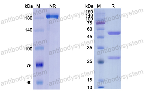 Research Grade Orticumab