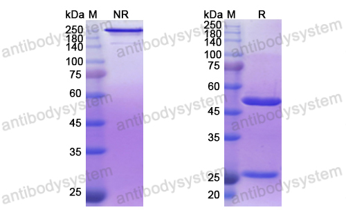 Research Grade Derlotuximab