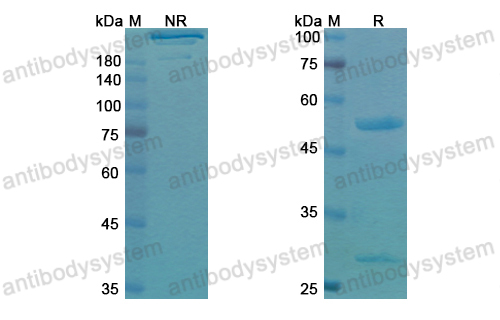 Research Grade Votumumab