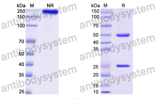 Research Grade Lirentelimab