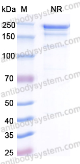 Research Grade Anti-Human KAAG1 Antibody (AB-3A4)