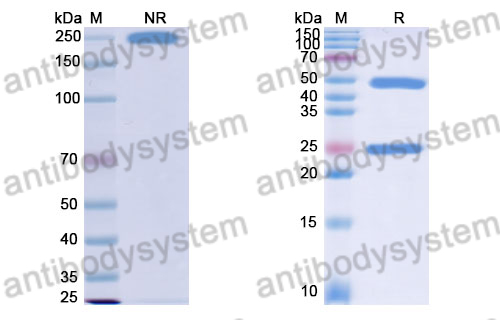 Research Grade Ulviprubart