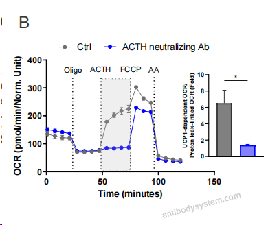 Bioactivity for Research Grade Anti-Human ACTH (ALD1613) ?>