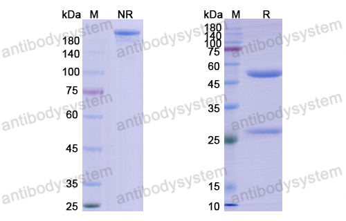 Research Grade Oncolym