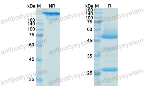 Research Grade Bedinvetmab