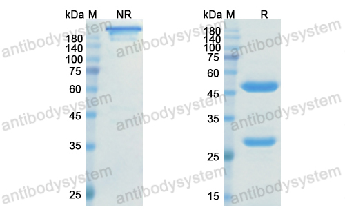 Research Grade Ranevetmab