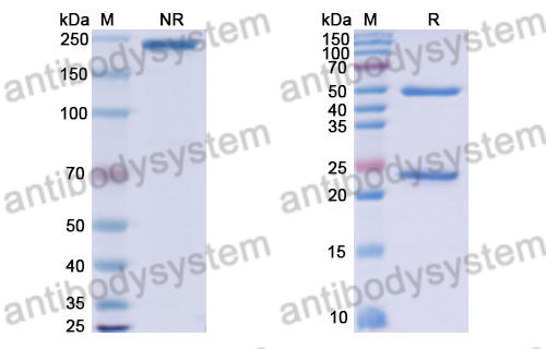 Research Grade Izenivetmab