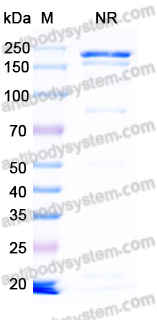 Research Grade Tamtuvetmab