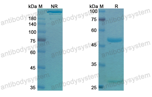 Research Grade Gilvetmab