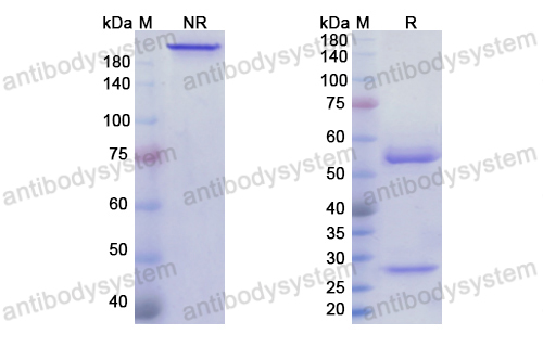 Research Grade Tirnovetmab