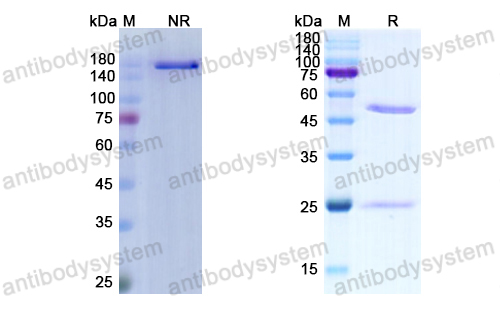 Research Grade Cilgavimab