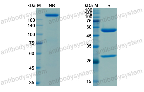 Research Grade Tixagevimab