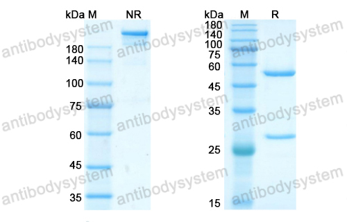 Research Grade Amubarvimab