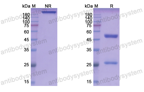 Research Grade Romlusevimab