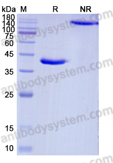 Research Grade Rimteravimab