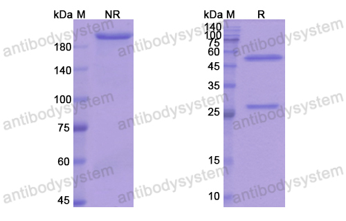 Research Grade Anti-SARS-CoV-2 RBD Antibody(S2H97)