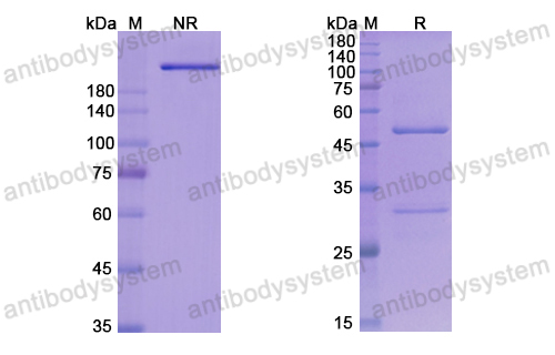 Research Grade Anti-SARS-CoV-2 RBD Antibody (S2E12)