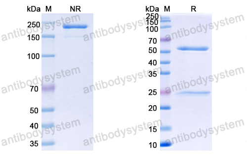 Research Grade Anti-SARS-CoV-2 RBD Antibody (S2K146)