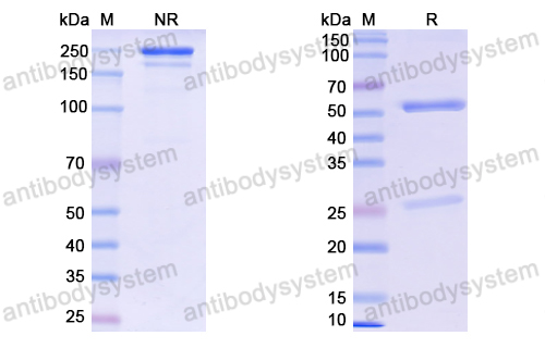 Research Grade Anti-SARS-CoV-2 RBD Antibody (S2X259)