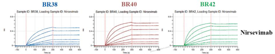 Bioactivity for Research Grade Nirsevimab ?>