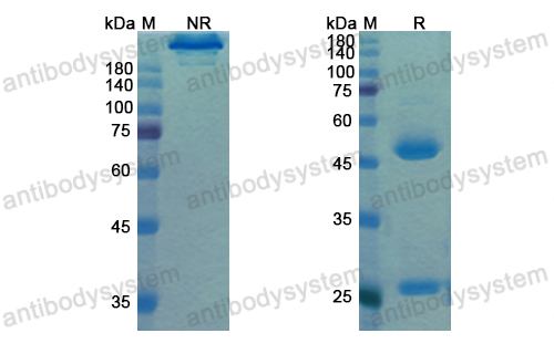 Research Grade Motavizumab