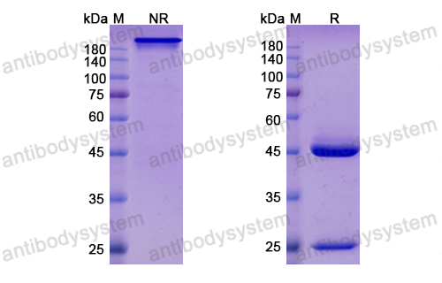 Research Grade Felvizumab