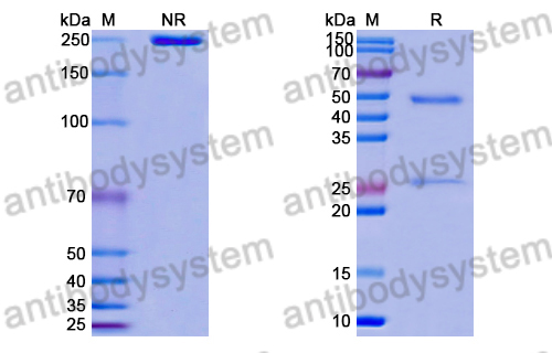 Research Grade Anti-RSV F/Fusion glycoprotein F0 (ADI-19425)