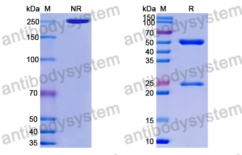 Research Grade Anti-RSV F/Fusion glycoprotein F0 (ADI-14359)