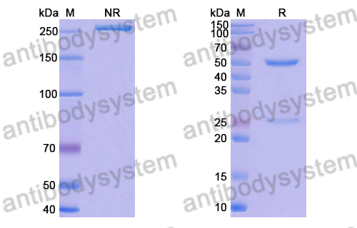 Research Grade Anti-RSV F/Fusion glycoprotein F0 (hRSV106)