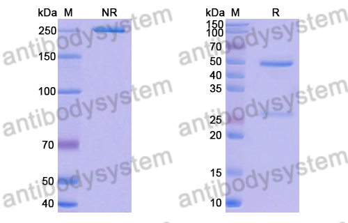 Research Grade Anti-RSV F/Fusion glycoprotein F0 (R1.42)