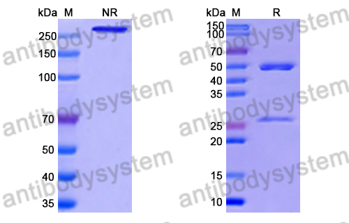 Research Grade Anti-RSV F/Fusion glycoprotein F0 (R4.C6)