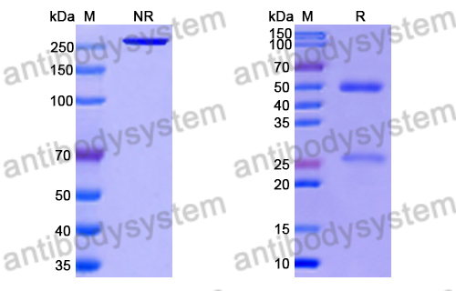 Research Grade Anti-RSV F/Fusion glycoprotein F0 (RSV7.10)