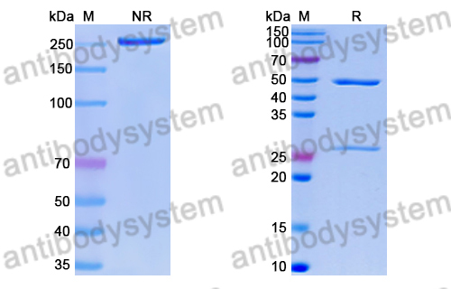 Research Grade Anti-RSV F/Fusion glycoprotein F0 (RSD5)