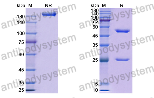 Research Grade Anti-RSV F/Fusion glycoprotein F0 (RSB1)