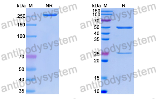 Research Grade Anti-RSV F/Fusion glycoprotein F0 (01.4B)