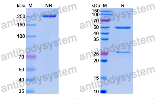 Research Grade Anti-RSV pre-F/pre-Fusion glycoprotein F0 (ADI-14442)