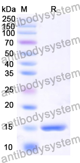 Research Grade Anti-RSV F/Fusion glycoprotein F0 (F4)