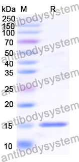 Research Grade Anti-RSV F/Fusion glycoprotein F0 (L66)