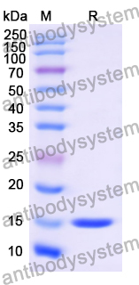 Research Grade Anti-RSV F/Fusion glycoprotein F0 (Cl184)