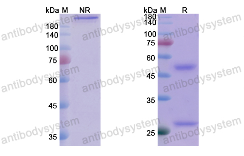 Research Grade Tuvirumab