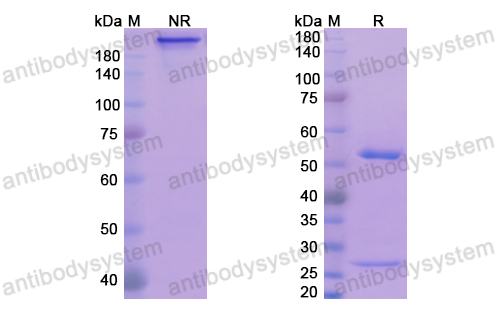 Research Grade Exbivirumab