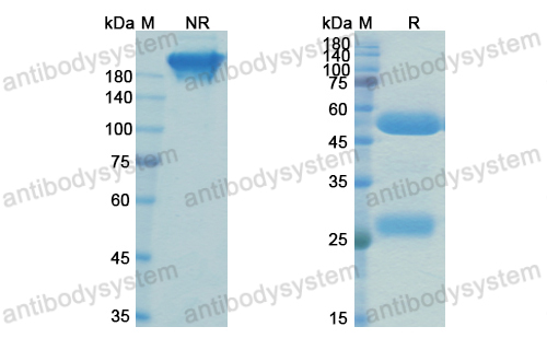 Research Grade Anti-HBV HBsAg Antibody (VIR-3434)