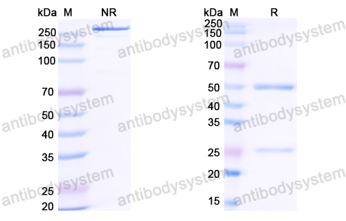 Research Grade Tobevibart