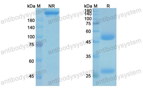 Research Grade Suvizumab