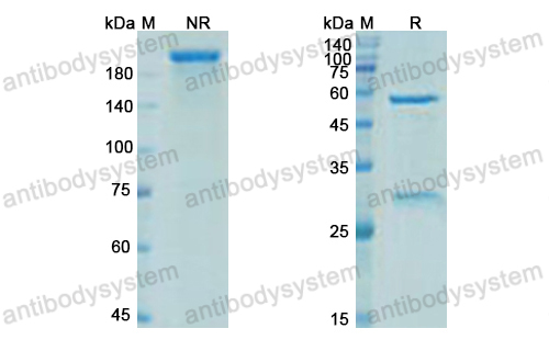 Research Grade Elipovimab